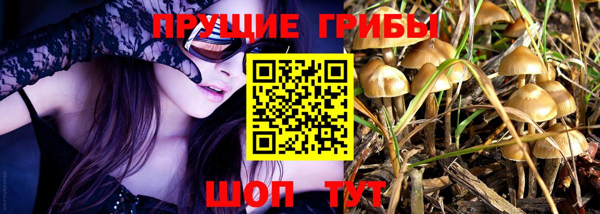 Галлюциногенные грибы Magic Shrooms  Вход с VPN  Волгоград  Псилоцибиновые грибы Psilocybine cubensis 