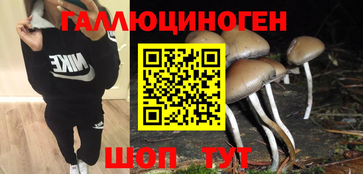 Псилоцибиновые грибы Psilocybe Волгоград